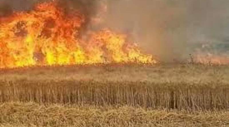 اتحاد الشباب تشيكي: إحراق المحاصيل الزراعية في سورية جريمة حرب